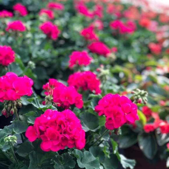 Meet your Posher, Christi - Picture 4 of 4